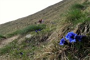 89 Sul sent. 101 genatiana clusius in fiore